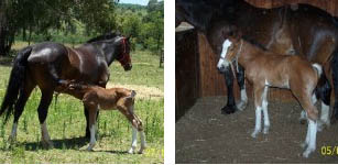 Clydesdale Foal - Nickweb Bacardi